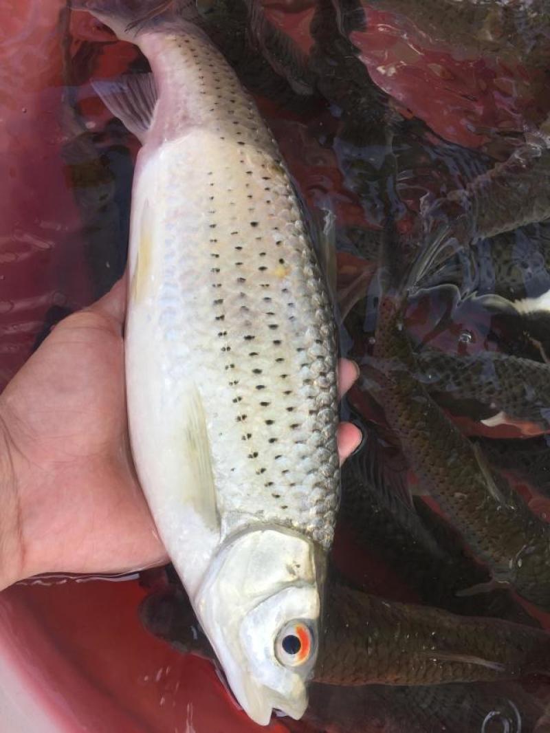 麦鲮鱼苗，土鲮鱼苗，野鲮鱼苗，赤眼鲮鱼苗