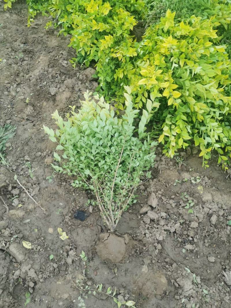营养杯金叶榆小苗价格多少河北金叶榆小苗基地