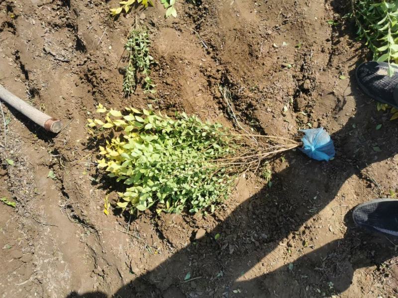 营养杯金叶榆小苗价格多少河北金叶榆小苗基地