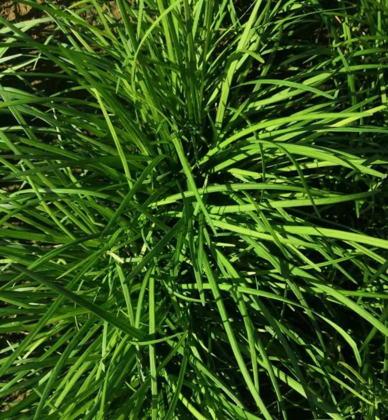 新采麦冬草种子玉龙草种子金边麦冬草籽日本矮麦冬草种子