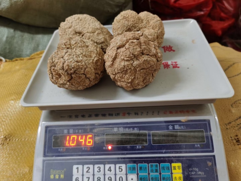 马来西亚原粒虎奶菌质量品质好货足干实心货切肉白芯免费切片