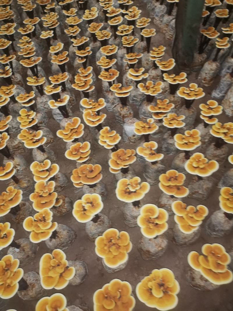 盆景盆花