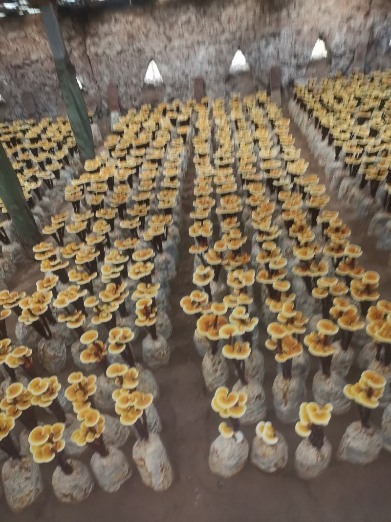 盆景盆花