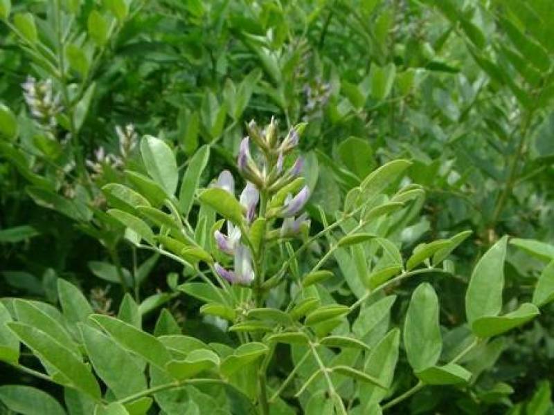 甘草种子中草药材种子甜草耐热耐寒耐瘠薄四季播易种盆栽