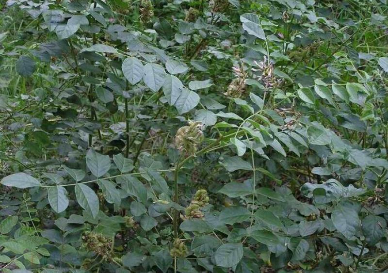 甘草种子中草药材种子甜草耐热耐寒耐瘠薄四季播易种盆栽