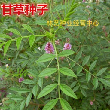 甘草种子中草药材种子甜草耐热耐寒耐瘠薄四季播易种盆栽