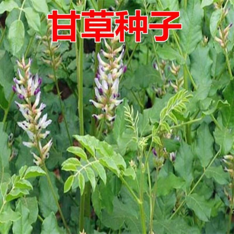 甘草种子中草药材种子甜草耐热耐寒耐瘠薄四季播易种盆栽