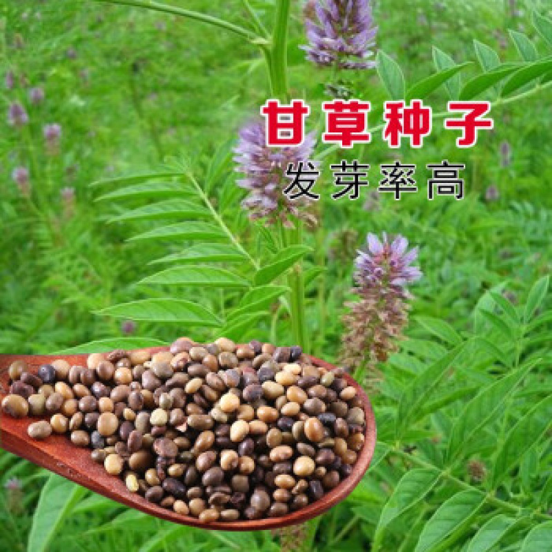 甘草种子中草药材种子甜草耐热耐寒耐瘠薄四季播易种盆栽