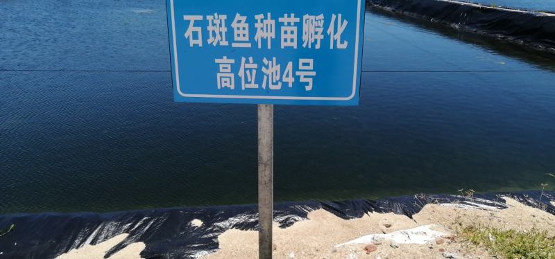 【淡水石斑鱼苗】塘口直发抗病毒能力强，生长速度快，鱼场批发