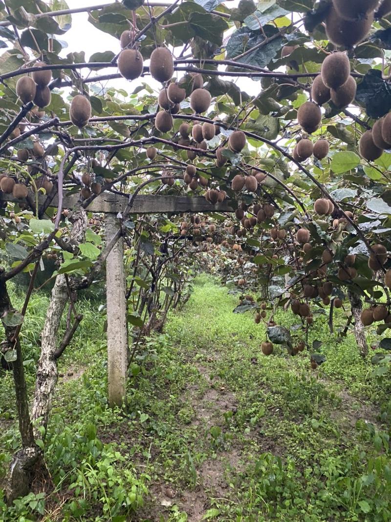 陕西绿心周至秦美猕猴桃量大上市代办整车一件代发电商平台