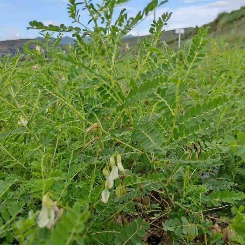 黄芪种子中草药材种子营养滋补中药绵芪绵黄芪棉黄芪种子