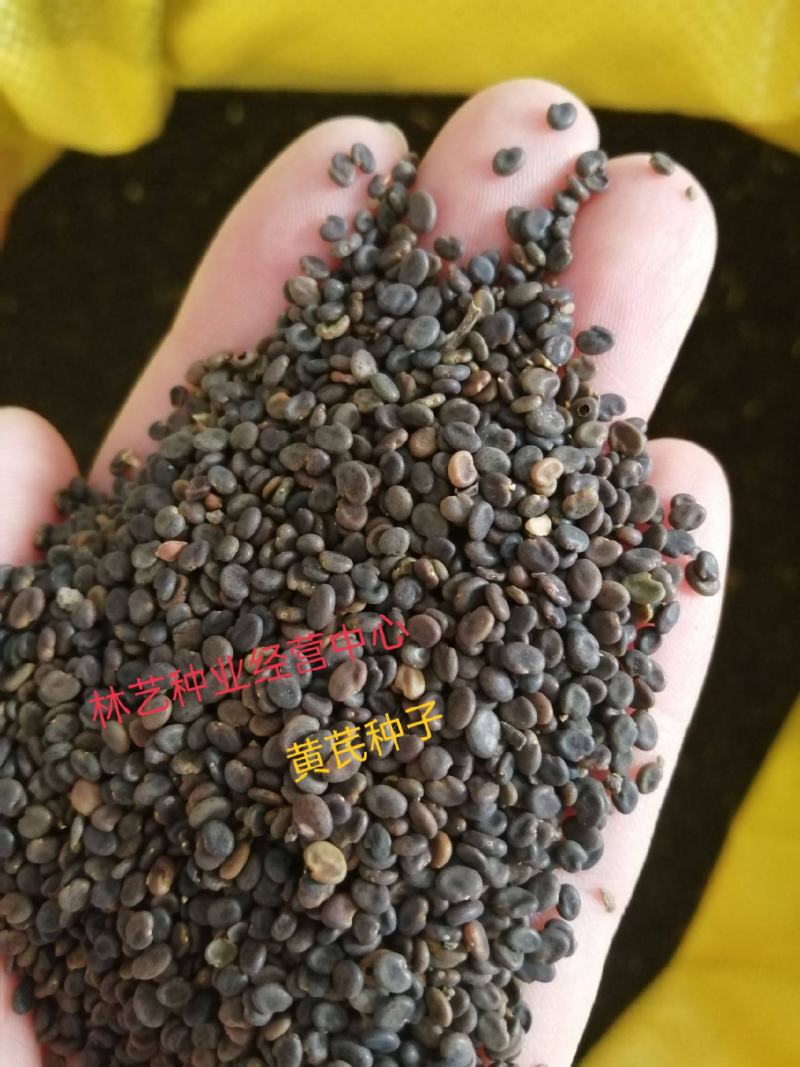 黄芪种子中草药材种子营养滋补中药绵芪绵黄芪棉黄芪种子