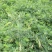 黄芪种子中草药材种子营养滋补中药绵芪绵黄芪棉黄芪种子