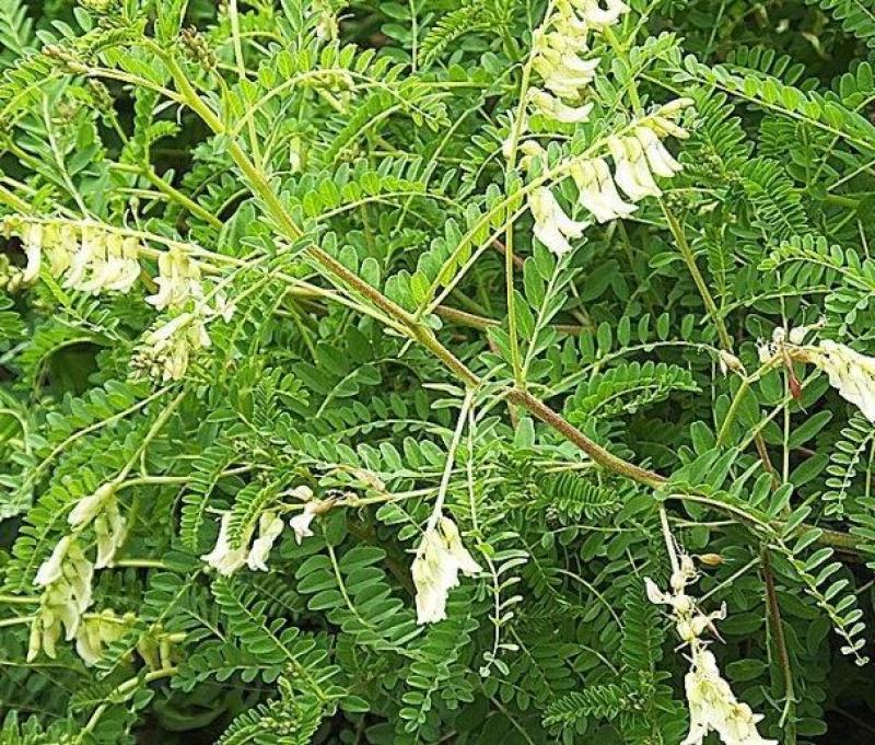 黄芪种子中草药材种子营养滋补中药绵芪绵黄芪棉黄芪种子