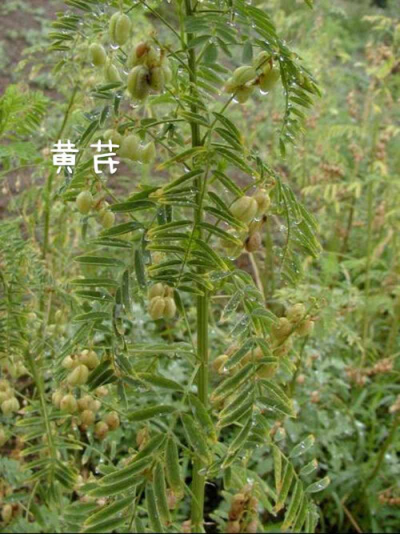 黄芪种子中草药材种子营养滋补中药绵芪绵黄芪棉黄芪种子