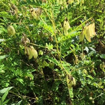 黄芪种子中草药材种子营养滋补中药绵芪绵黄芪棉黄芪种子