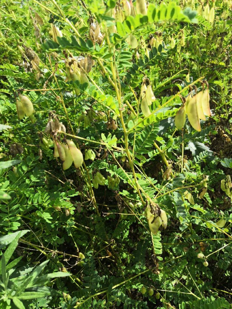 黄芪种子中草药材种子营养滋补中药绵芪绵黄芪棉黄芪种子
