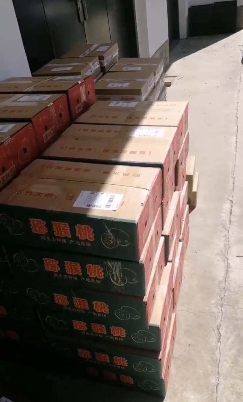 陕西绿心周至海沃德猕猴大量上市冷库商品果