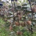 陕西绿心周至海沃德猕猴大量上市冷库商品果