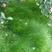 果园绿肥鼠茅草种子四季青种子果树林种草鸭茅草种子