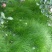 果园绿肥鼠茅草种子四季青种子果树林种草鸭茅草种子