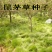果园绿肥鼠茅草种子四季青种子果树林种草鸭茅草种子