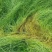 果园绿肥鼠茅草种子四季青种子果树林种草鸭茅草种子