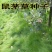 果园绿肥鼠茅草种子四季青种子果树林种草鸭茅草种子