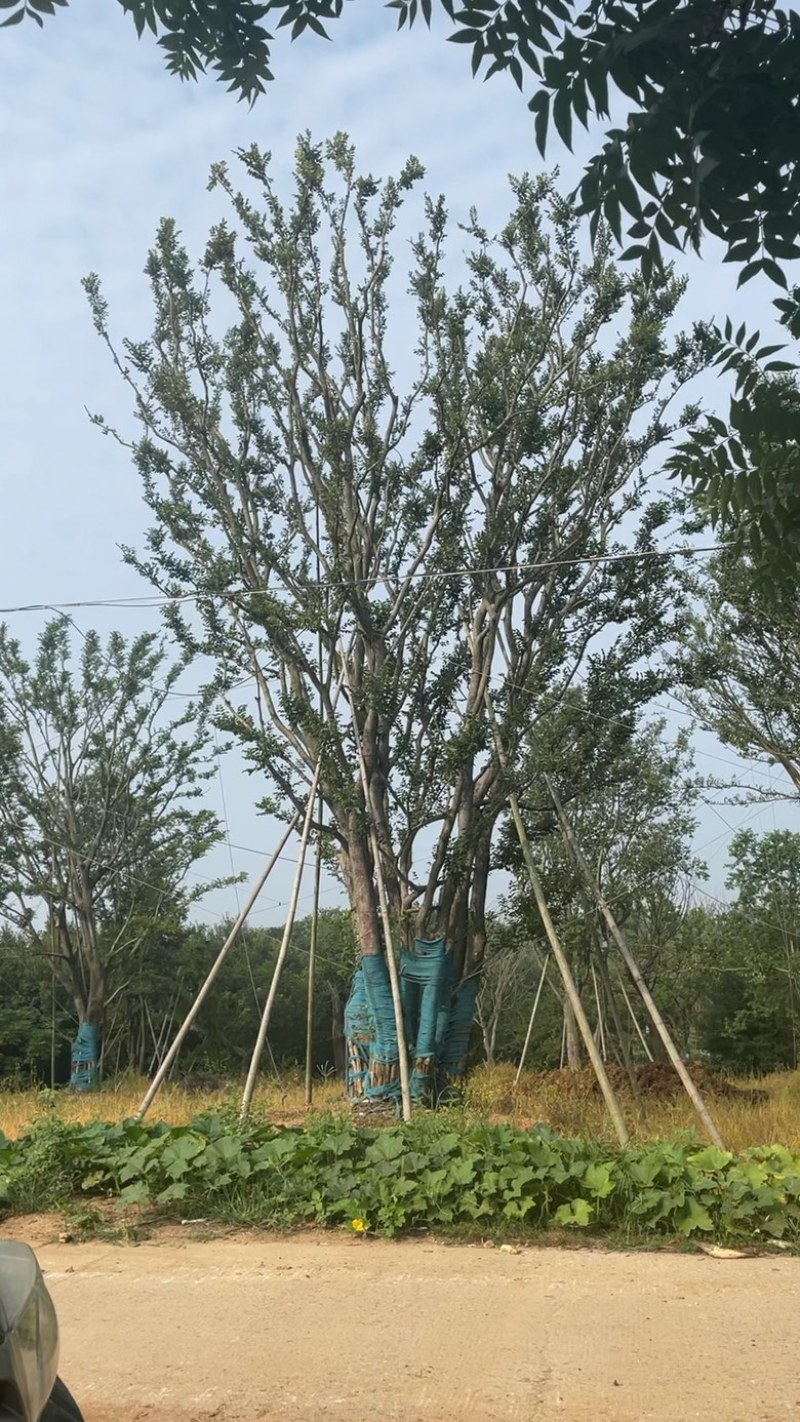 朴树乌桕
