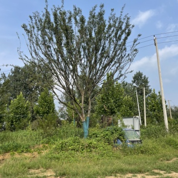 朴树乌桕