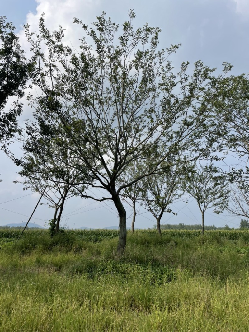朴树乌桕
