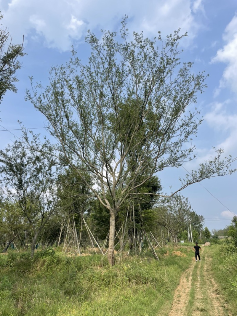 朴树乌桕
