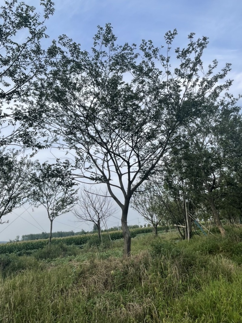 朴树乌桕
