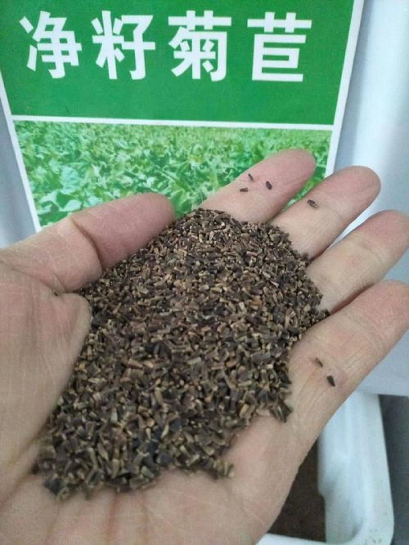 将军菊苣种子大叶菊苣草多年生四季牧草种子猪牛羊鸡鸭鹅鱼草
