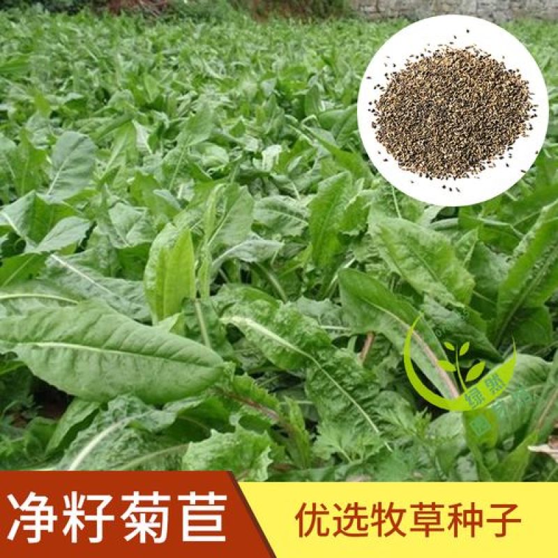 将军菊苣种子大叶菊苣草多年生四季牧草种子猪牛羊鸡鸭鹅鱼草