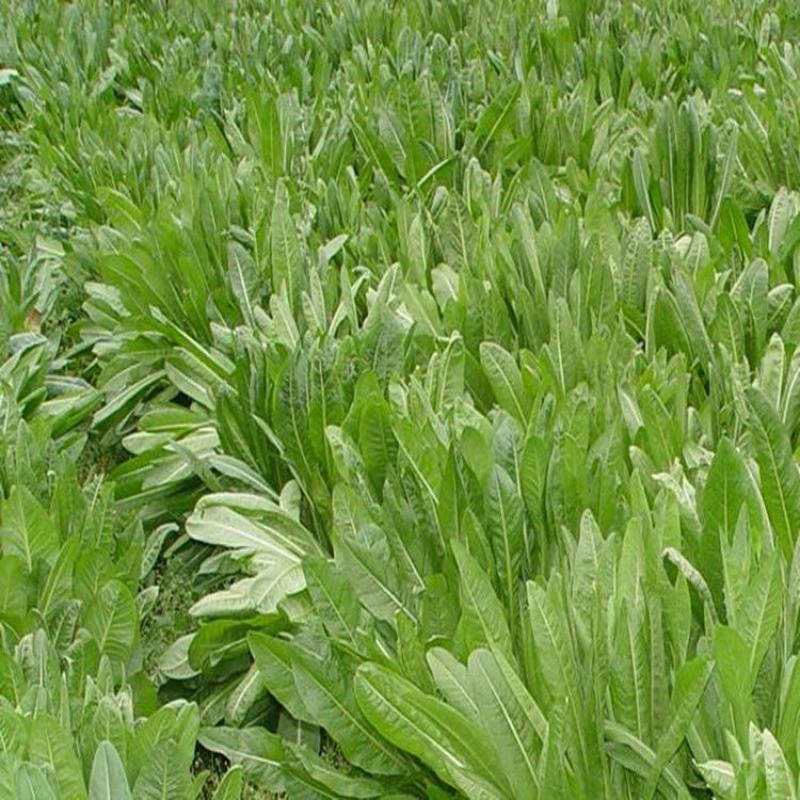 将军菊苣种子大叶菊苣草多年生四季牧草种子猪牛羊鸡鸭鹅鱼草
