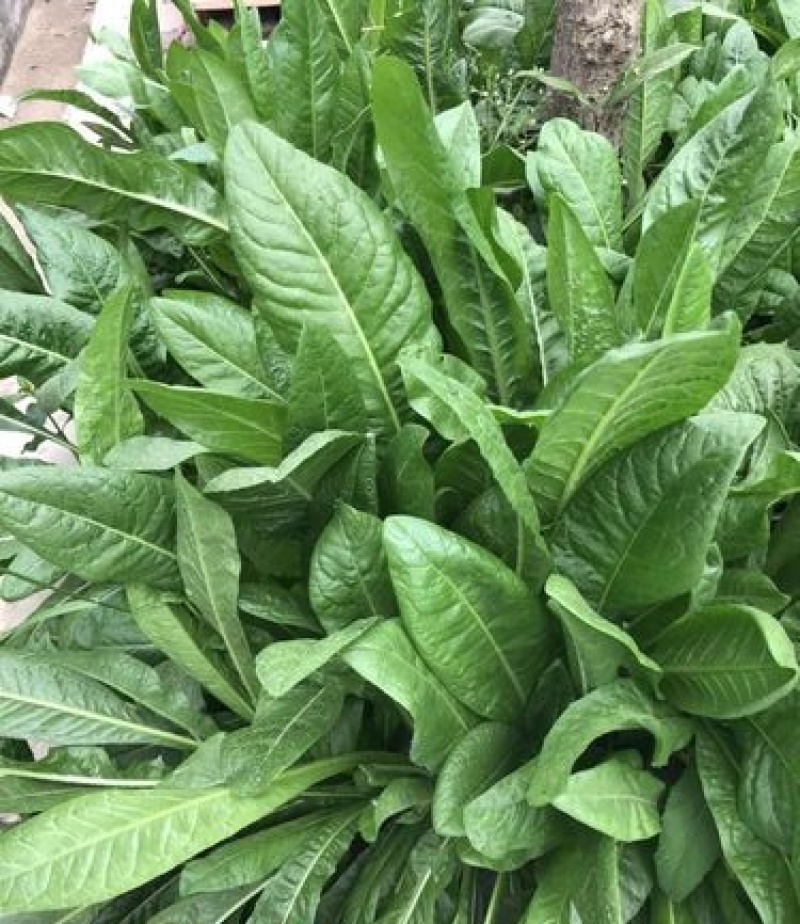 将军菊苣种子大叶菊苣草多年生四季牧草种子猪牛羊鸡鸭鹅鱼草