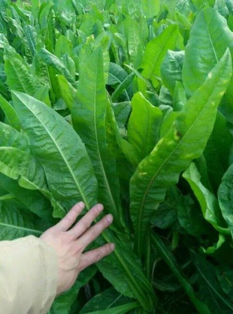 将军菊苣种子大叶菊苣草多年生四季牧草种子猪牛羊鸡鸭鹅鱼草