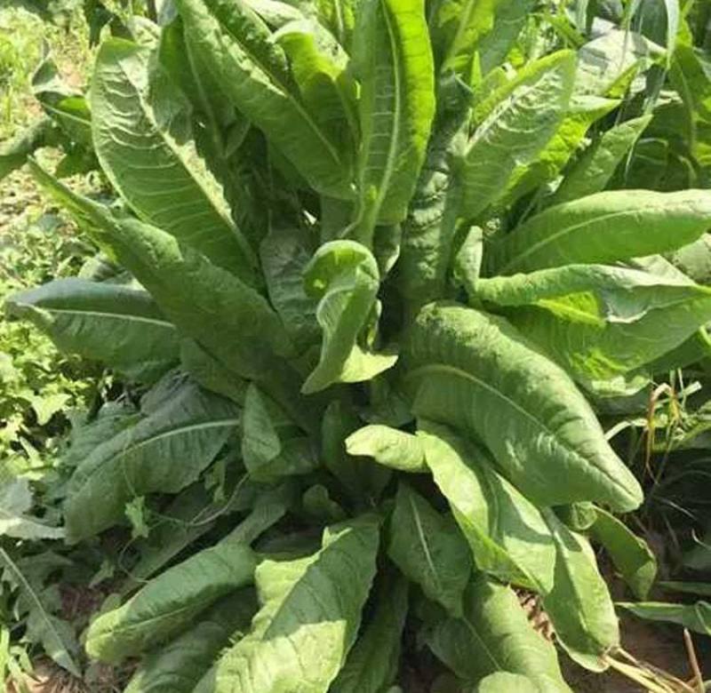 将军菊苣种子大叶菊苣草多年生四季牧草种子猪牛羊鸡鸭鹅鱼草