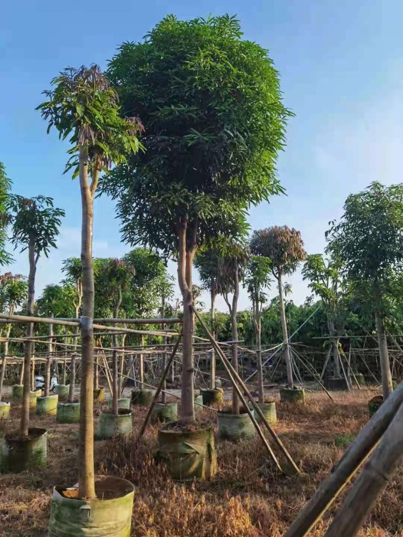 扁桃树