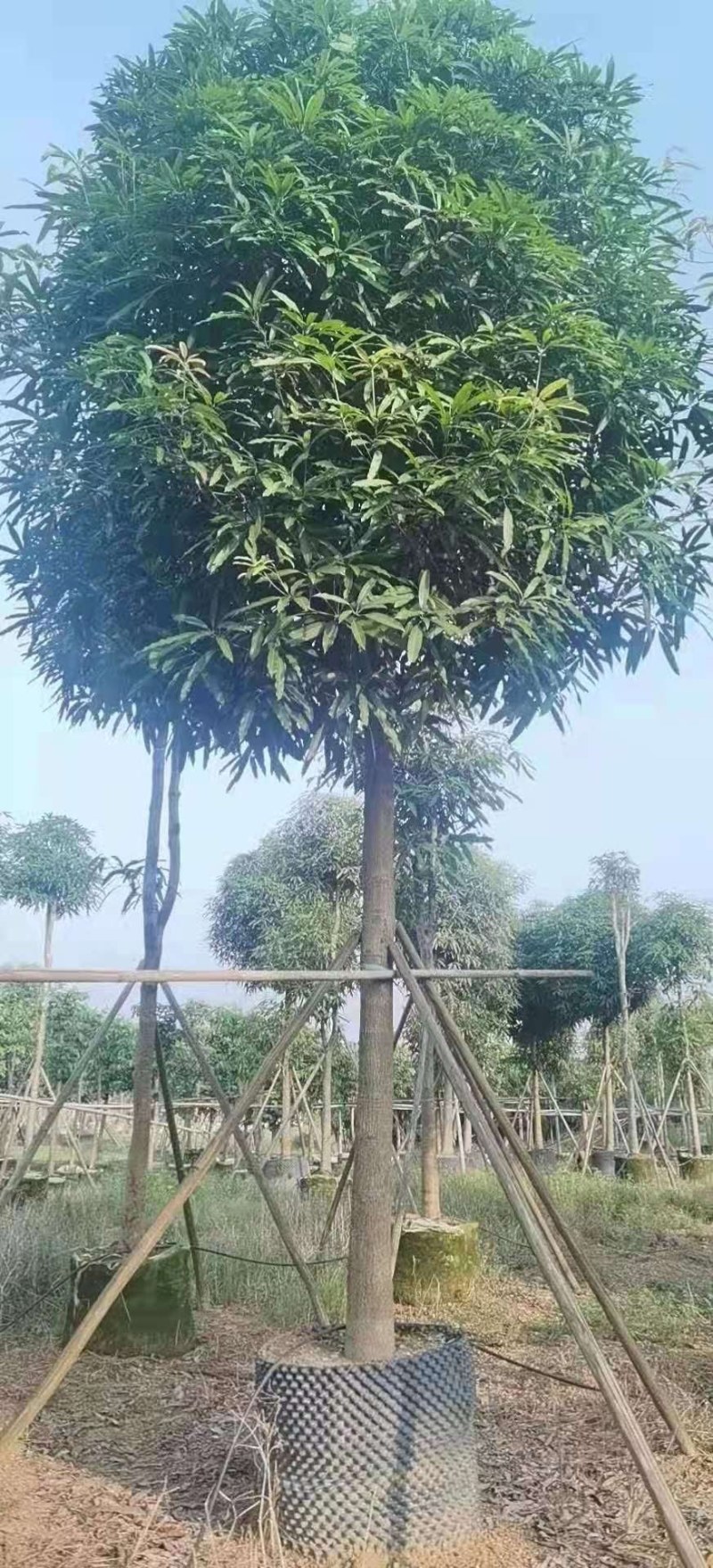 扁桃树