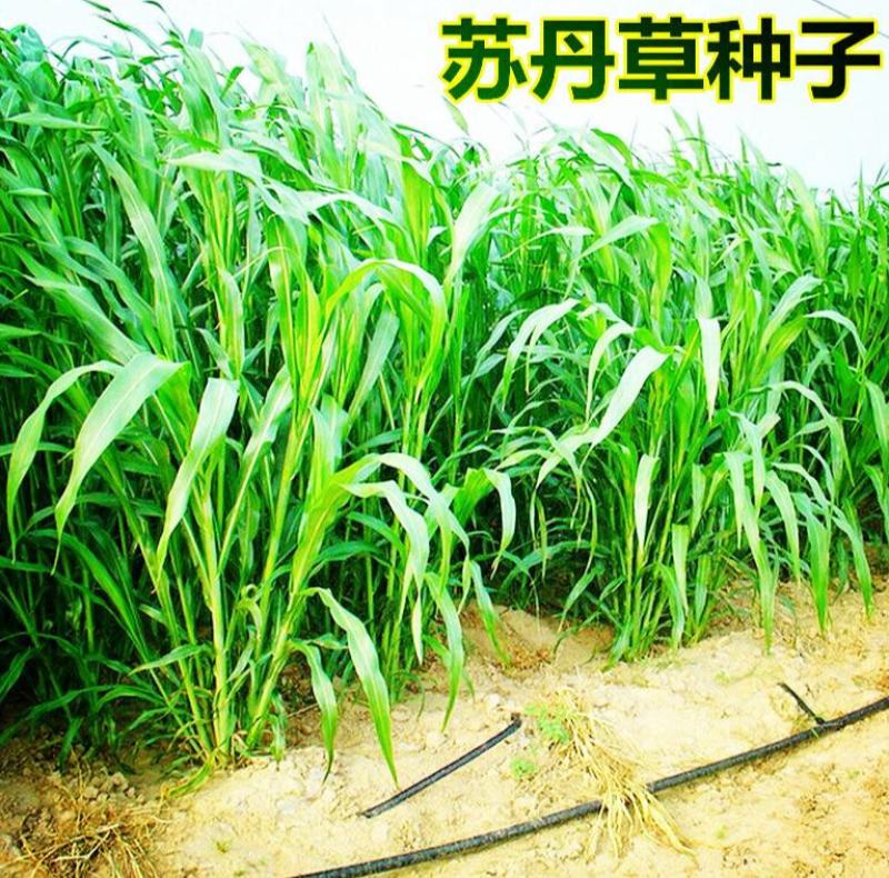 进口高产苏丹草种子鱼草种子四季养殖牧草种子猪牛羊鱼渔草籽