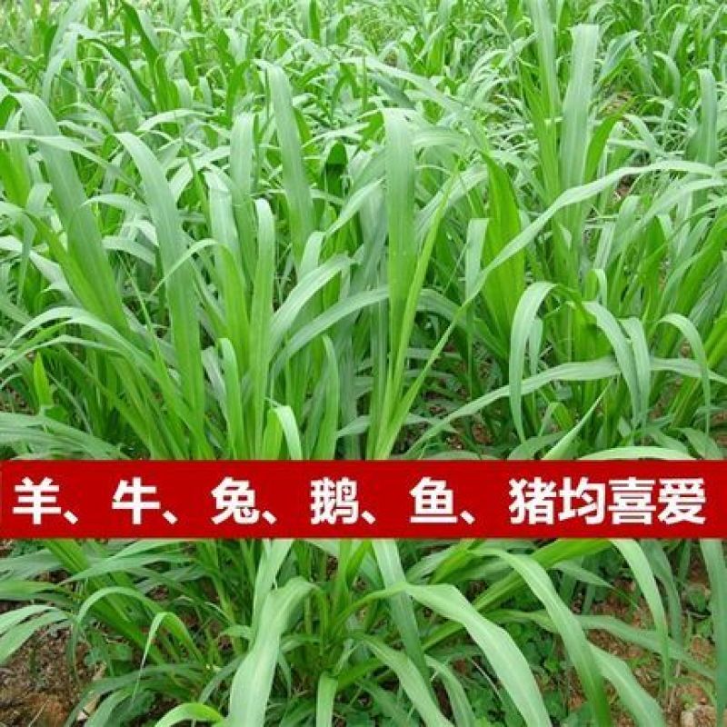 进口高产苏丹草种子鱼草种子四季养殖牧草种子猪牛羊鱼渔草籽