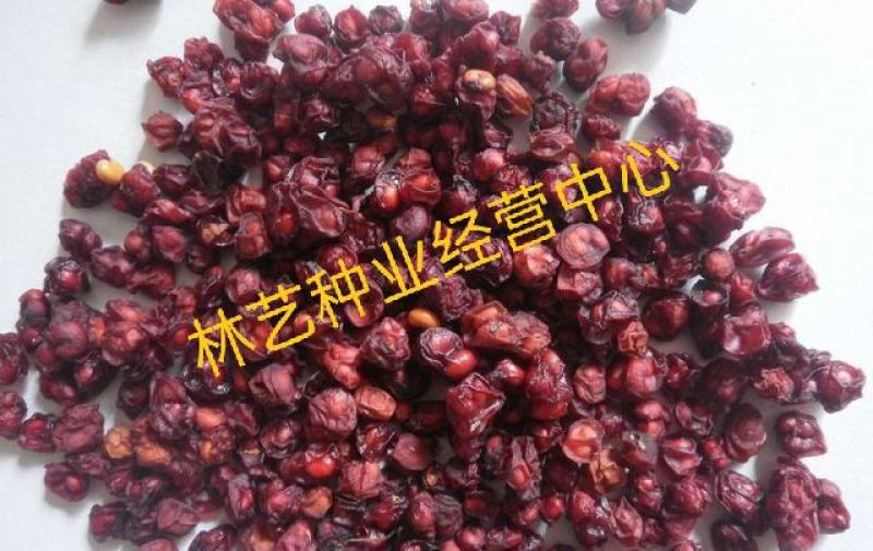 五味子种子野生药用特菜种籽阳台种菜农家药材盆栽爬藤