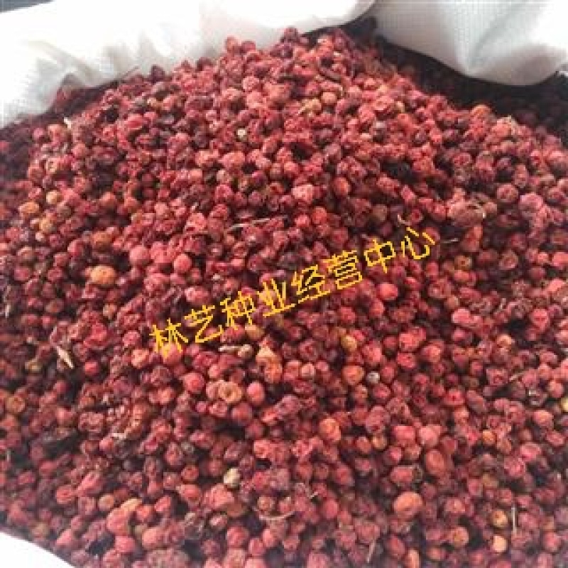 五味子种子野生药用特菜种籽阳台种菜农家药材盆栽爬藤