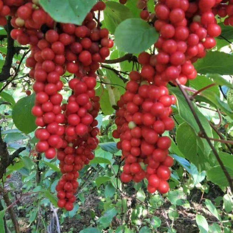 五味子种子野生药用特菜种籽阳台种菜农家药材盆栽爬藤