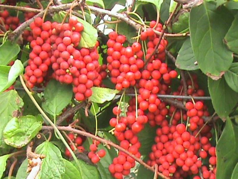 五味子种子野生药用特菜种籽阳台种菜农家药材盆栽爬藤