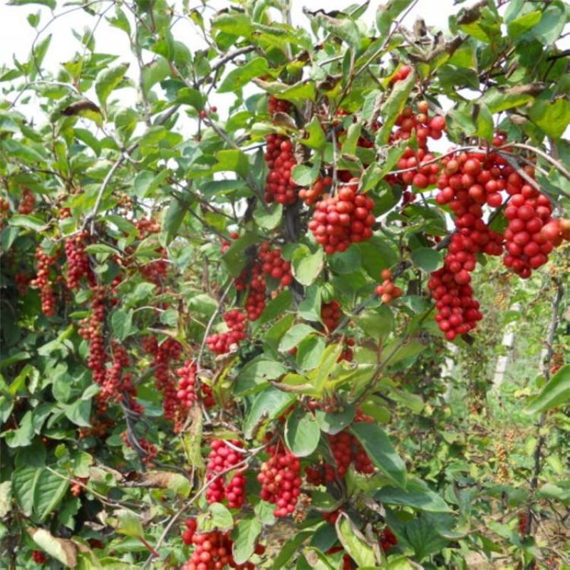 五味子种子野生药用特菜种籽阳台种菜农家药材盆栽爬藤