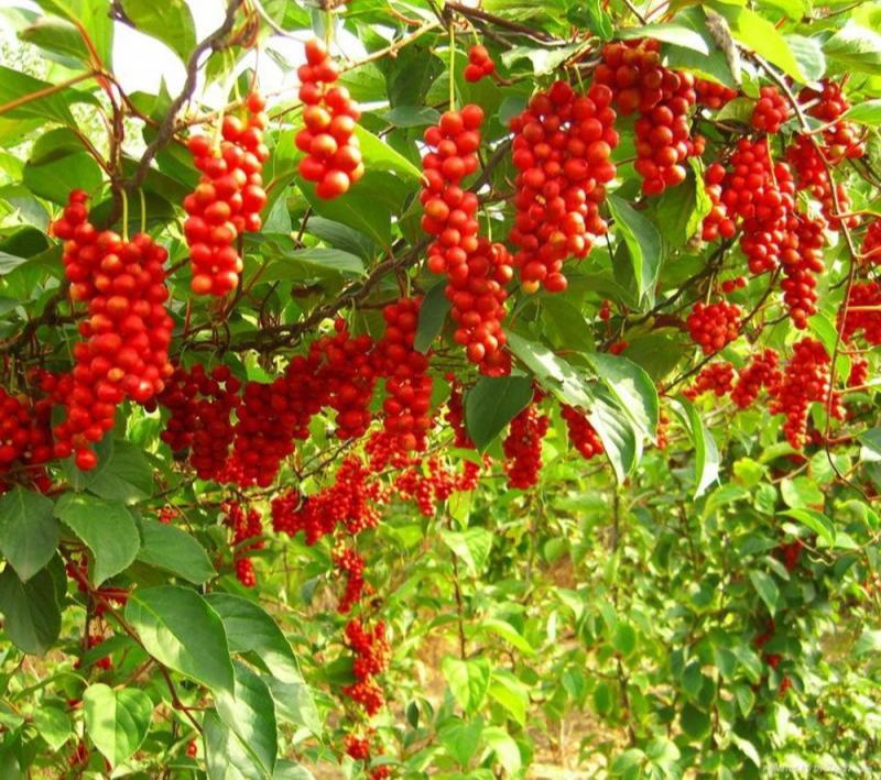 五味子种子野生药用特菜种籽阳台种菜农家药材盆栽爬藤