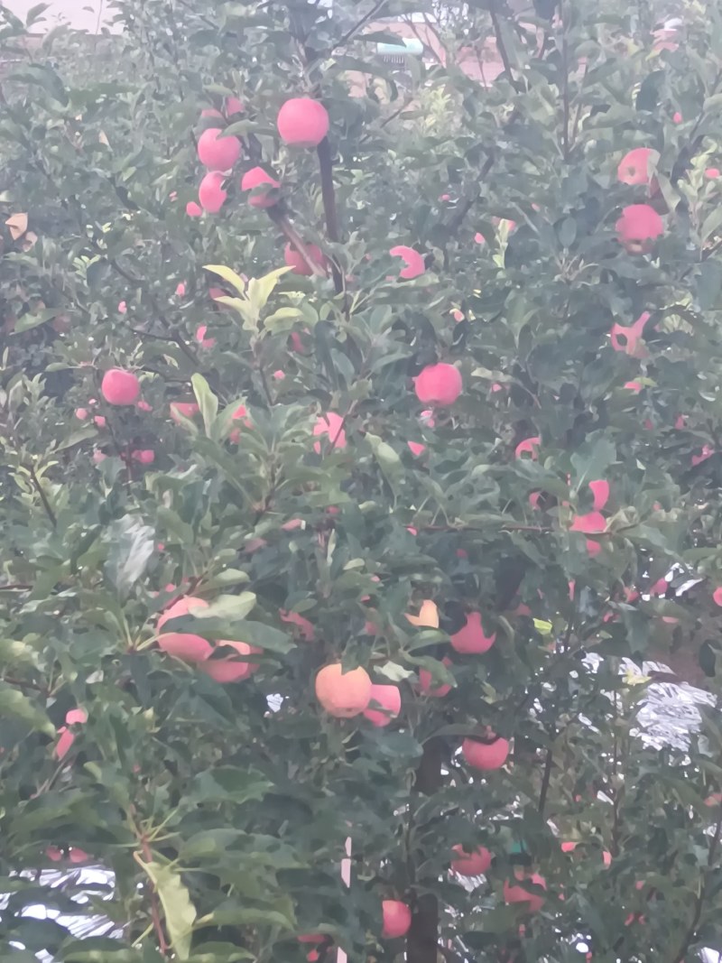 世界一苹果，早熟苹果，可视频看